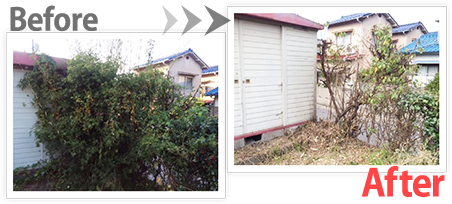 庭木の伐採 Before After
