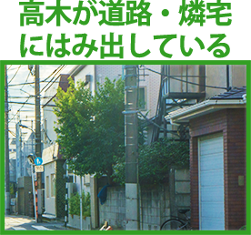 高木が道路・燐宅にはみ出している