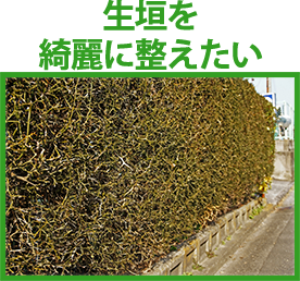 生垣を綺麗に整えたい