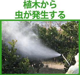 植木から虫が発生する